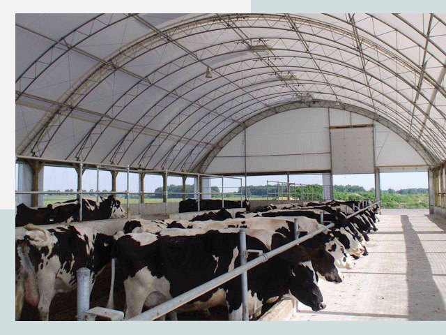 Тентовые коровники в Арсеньеве